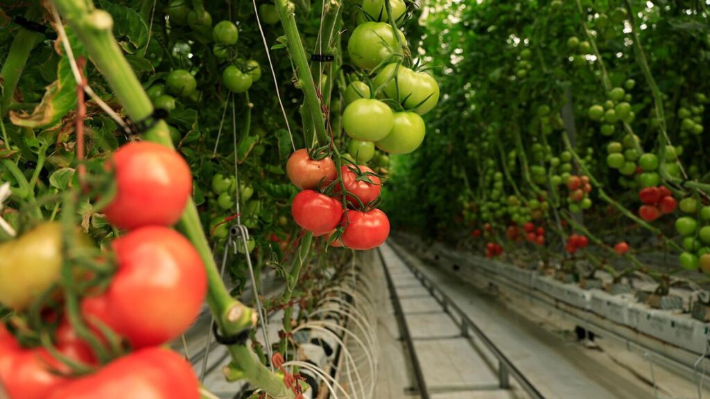 Ամբողջ ձմեռ ընտանիքս պահում եմ այս 3 ամսվա աշխատանքով, հիմա ծախսերն էլ չեմ հանում